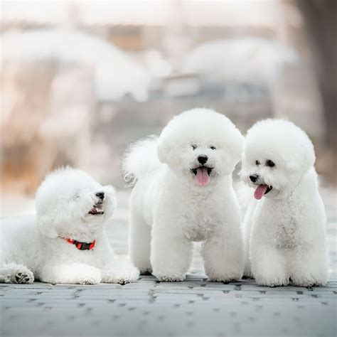 Amazing Facts About Bichons Frises You Probably Never Knew Page