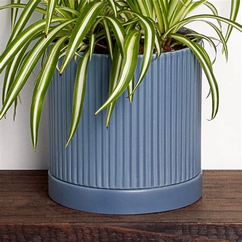 Greendigs Spider Plant In 5 In Ceramic Pot In The House Plants