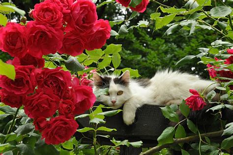 Cat With Rose Stock Photos Pictures And Royalty Free Images Istock