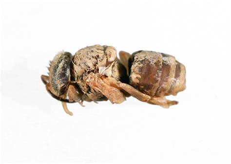 Deformed Honeybee Pupa Photograph By Uk Crown Copyright Courtesy Of