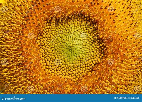 Beautiful Pollen Sunflower Flora Stock Photo Image Of Elegant Nature