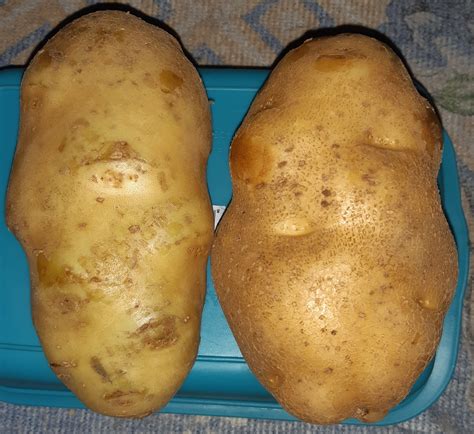 kentang besar 1 kg.umbi akar.potato.hui kumbeli | Lazada Indonesia