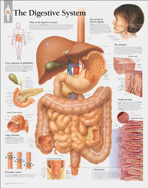 Digestive System Model Labeled Medicinebtg Com