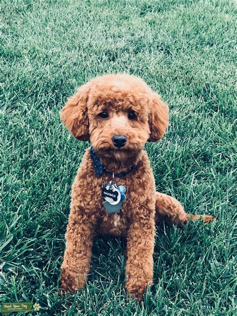 Red Toy Poodle Stud Stud Dog In Indiana The United States Breed