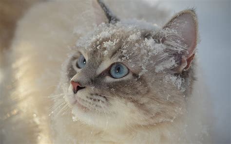 2k Free Download Gray Fluffy Cat Snow Winter Cute Animals Cats