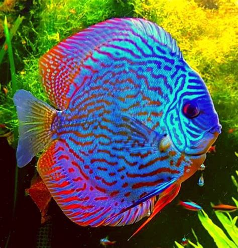 Pet stores buy from breeders, specifically breeders they've worked with for a long time or have a referral for because they can't afford to allow diseases or parasites into their tanks by taking fish from an unknown source. Pet Stores Near Me That Sell Fish Tank