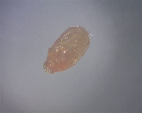 People regularly inhale a number of pollutants and allergens, be they dust mites, pollen, mold, vocs, fine particulates. Animals First Veterinary Hospital Blog: August 2012