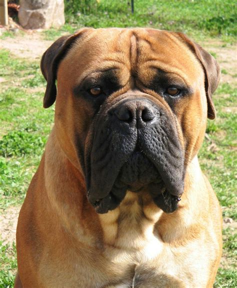 Bullmastiff Bull Mastiff Bull Mastiff Dogs Dog Breeds