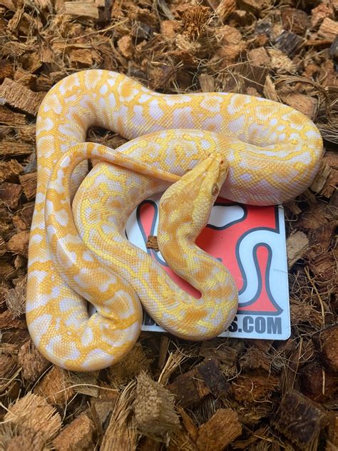 Albino Het Granite Het Patternless Burmese Python By Leftside Reptiles