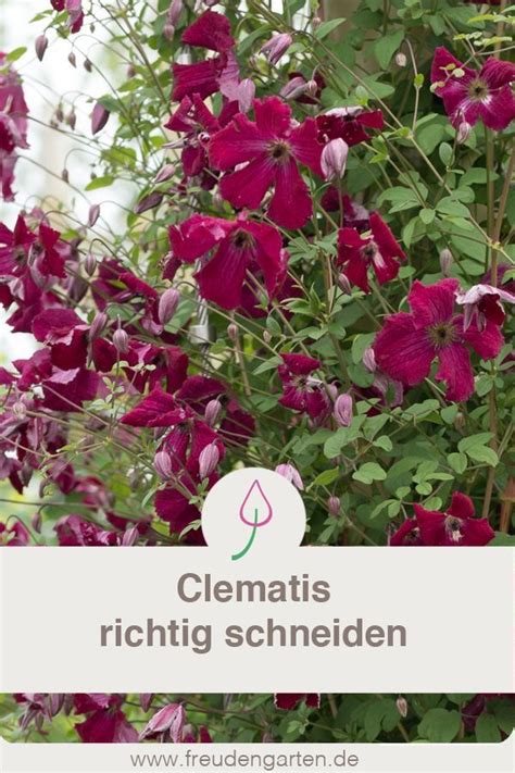 Mit dem schnittzeitpunkt beeinflussen sie das wachstum ihres obstbaumes. Clematis, Waldrebe schneiden - wann und wie viel ...