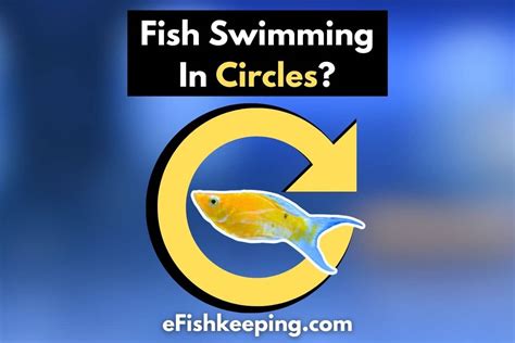Fish Swimming In Circles Top 5 Reasons You Must Know Efishkeeping