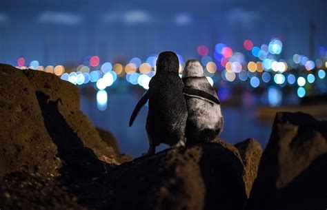 2 Widowed Penguins Hugging Each Other Wins 2020 Ocean Photography 1st