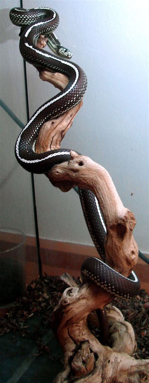 Alibaba.com offers 1,904 king snake products. California King Snake - This file is licensed under the ...
