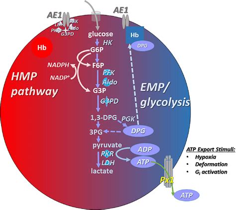 Frontiers Generation And Export Of Red Blood Cell Atp In Health And