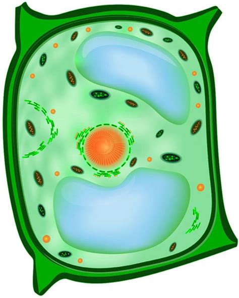 Phagocytic cells and granulocytes are rich in lysosomes whereas very few in muscle cells and lysosomes are isolated by sucrose density centrifugation. In this image of the interior structure of a plant cell ...