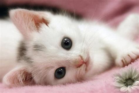 Kucing adalah haiwan peliharaan paling menjadi pilihan ramai. 40 Koleksi Gambar Gambar Anak Kucing Yang Terlajak Comel