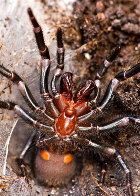 Sydney Funnel Web 7 Of The Worlds Most Poisonous
