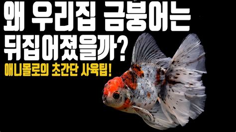 Select aquatic plants that will thrive in the same temperatures that your goldfish do, 70 degrees; 금붕어도 어항 선택이 중요하다고? 금붕어 번식과 사육방법! GOLDFISH Care Tips! [애니몰로 ...