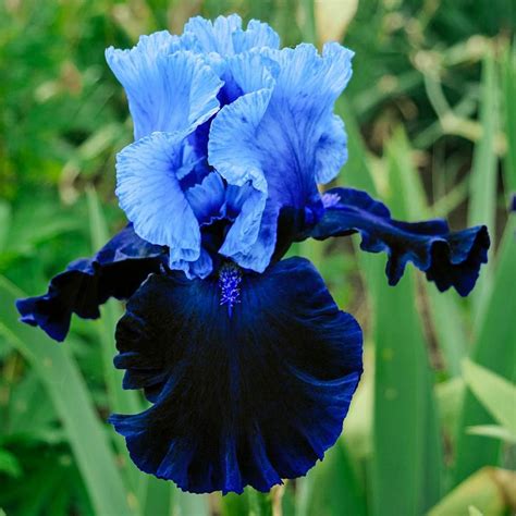 We did not find results for: Breck's Fatal Attraction Bearded Iris 2-Toned Blue Flowers ...