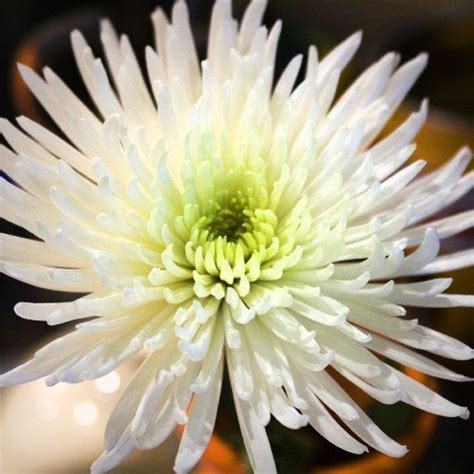 Your White Fuji Spider Mums Are Shipped Directly From The Farm To You