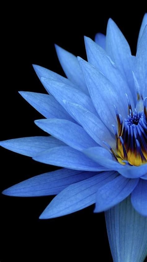 Blue Lotus Flower Wallpaper Backiee
