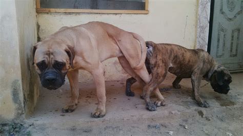 The cheapest offer starts at £150. Brindle Female Bullmastiff Puppy For Sale Wit Parents Pix ...