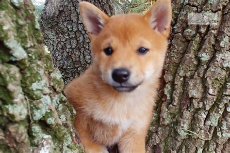 Tatsächlich ist der bis zu 13 kg schwere der japanische spitz ist kein hund für reinlichkeitsfanatiker oder fans von schwarzen samthosen andere haustiere akzeptiert der shiba inu nur dann, wenn er als welpe entsprechend sozialisiert. Mini Litter Due: Shiba Inu puppy for sale near Orlando ...