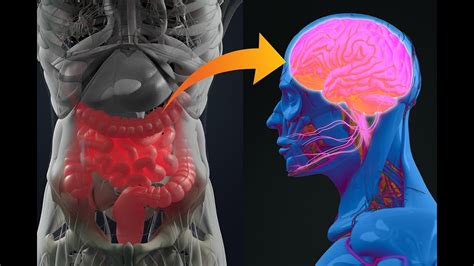 High Anxiety The Gut Microbiotas Effect On Mental Health Science On