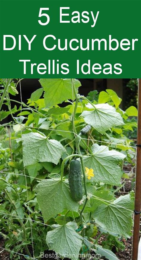 Maximize space in your garden with trellises. 5 Easy, DIY Cucumber Trellis Ideas in 2020 | Cucumber ...