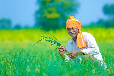 Indian Farmer At Onion Field Stock Photo Download Image Now Farmer