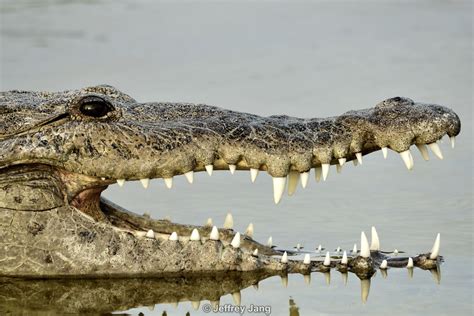 American Crocodile Crocodylus Acutus