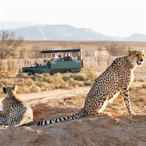 Where To Go On Safari Near Cape Town In 2020 Cape Town Travel South Africa Travel South