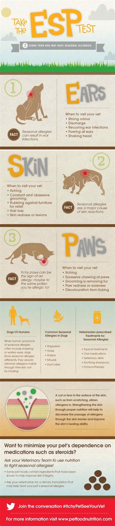How To Treat My Dogs Seasonal Allergies