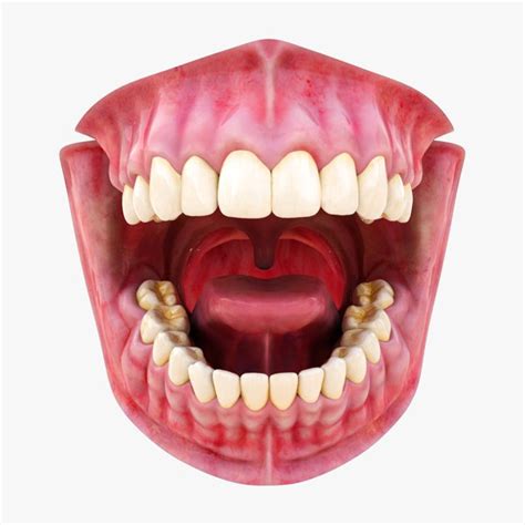Mouth Teeth Tongue Gums 3d Turbosquid 1975436