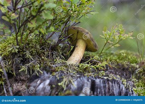 Young Lurid Bolete Suillellus Luridus On A Moss Covered Tree Stump