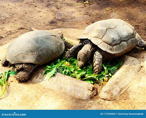 Turtles Are Very Long Lived Reptiles Herbivorous Stock Image Image