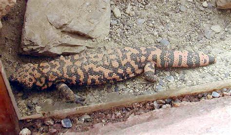 The gila monster comes out at night during warm weather to eat small mammals and birds. Krustenechsen