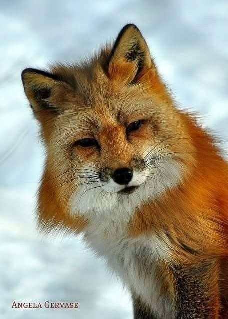 Pin By Barbara Rathmanner On Füchse Im Schnee Cute Animals Animals