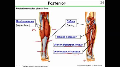The psoas major is located deep in the back near the midline immediately adjacent to the spine. The Muscular System 4: Muscles below the knee - YouTube