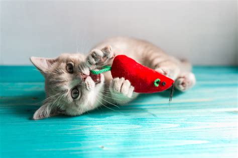 9 Best Cat Chew Toys For Gnawing Fun Vetstreet Vetstreet