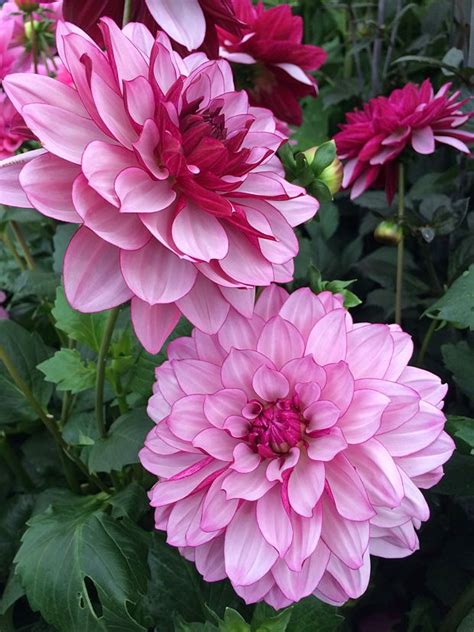 Stellar — decorative shaped flowers with petals being creased causing them to be narrow and involute with a slight recurve to the stem. Pin on Dahlia garden