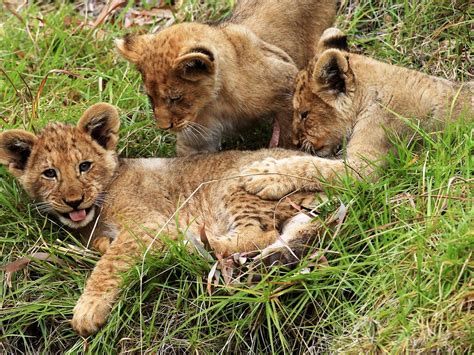 Cute Lion Cubs Are The New Pride Of The Zoo Daily Telegraph