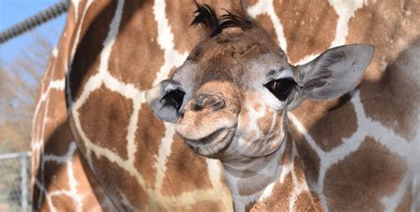 It eats primarily dry, high carbohydrate. The Living Desert has a baby giraffe! (PICS & VIDEO ...