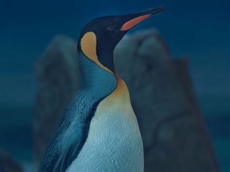 Check spelling or type a new query. Emperor Penguin Adaptations