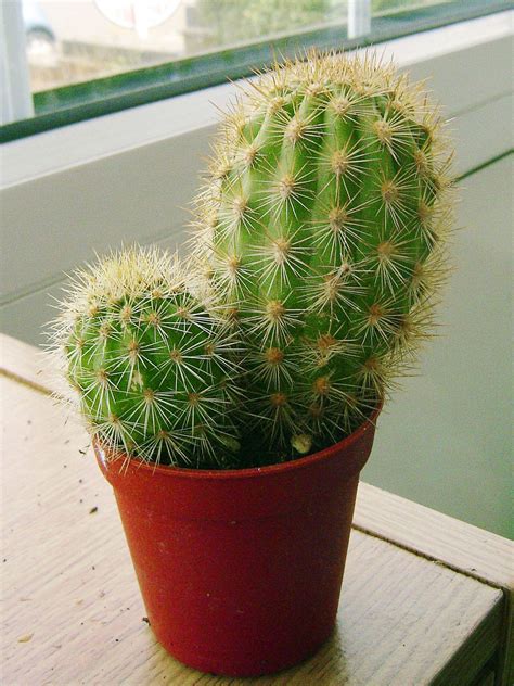 1 Evergreen Mini Ornamental Indoor Cactus Plant In Pot Ebay