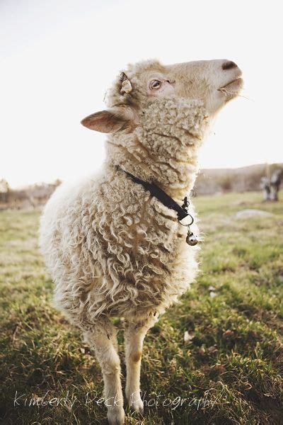 Pin By Mikael Lith On Animals Cute Animals Animals Beautiful Sheep Art