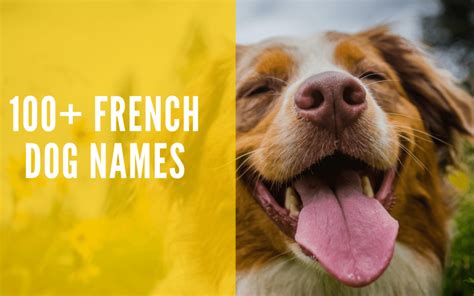 100 French Dog Names For Your Doggo
