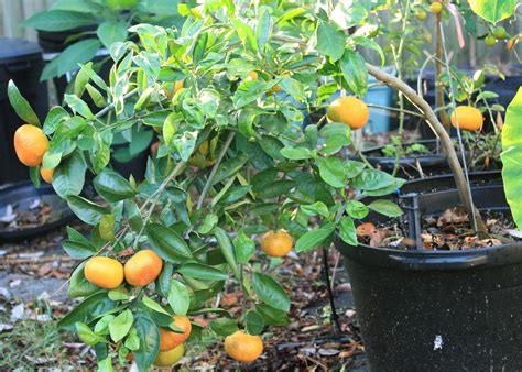 Maybe you would like to learn more about one of these? Citrus trees yield sweet fruit in state | Mississippi ...