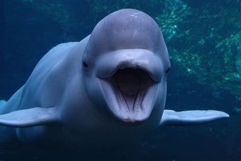 Beluga Whale Facts History Useful Information And Amazing Pictures