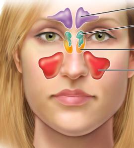 Ears Nose Throat Mouth Flashcards Quizlet